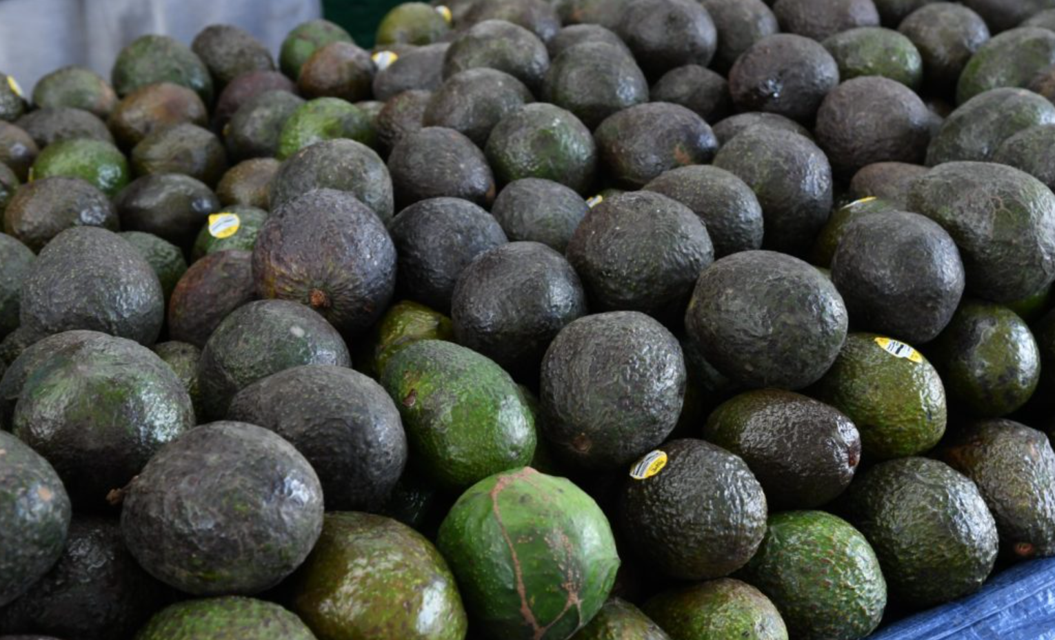 EU cancela las importaciones de aguacate por agresión en Michoacán
